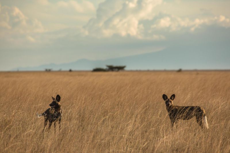 Photo by: Great Plains Conservation