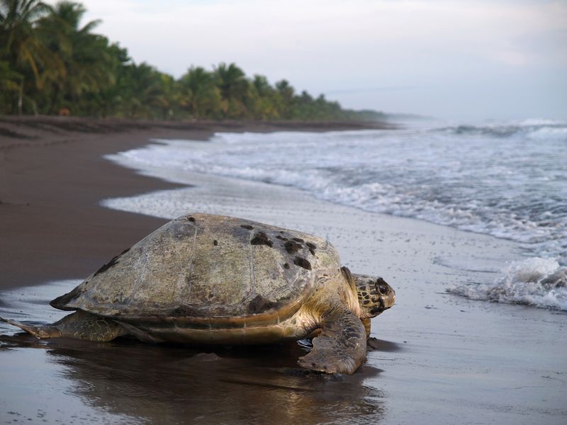sea turtle, Tortuguero