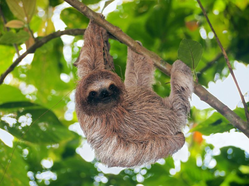 sloth panama