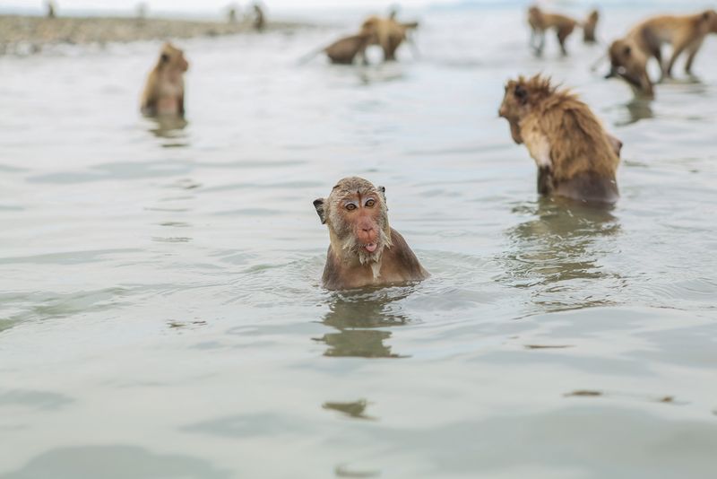 swimming monkeys thailand