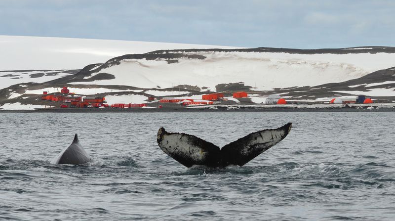 Whale Watching antarctica