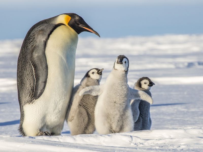 emperor penguins