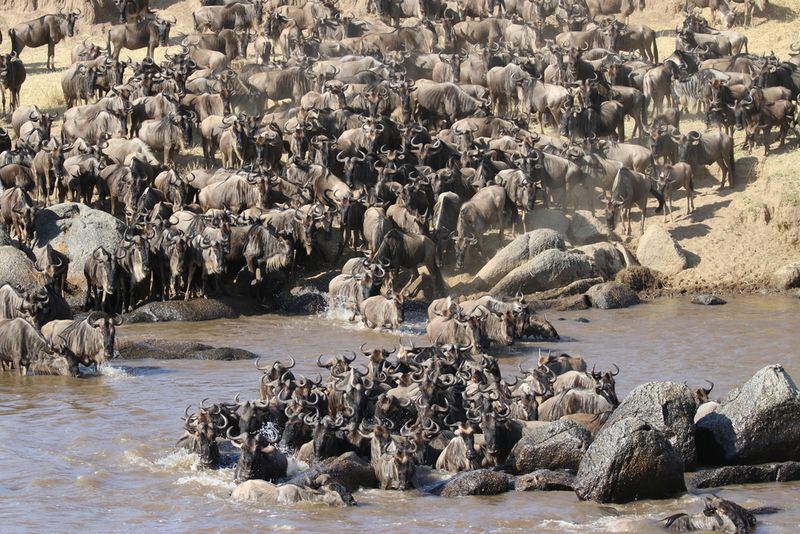 Great Migration