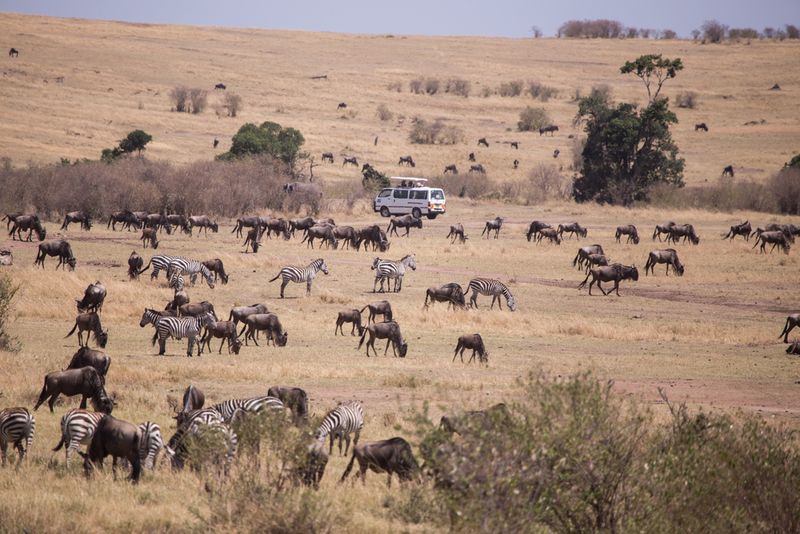 9 Things to See and Do in Serengeti National Park | MapQuest Travel