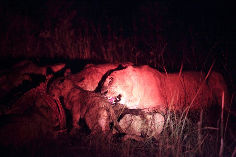lions at night