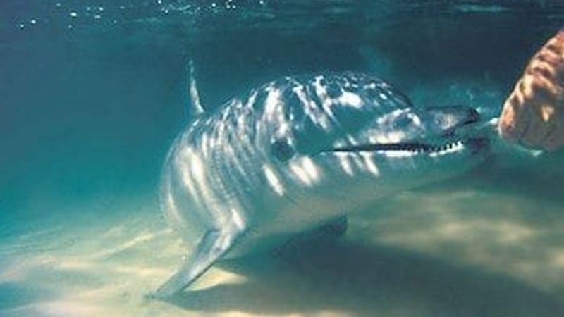 Wild dolphin feeding at Tangalooma Island Resort