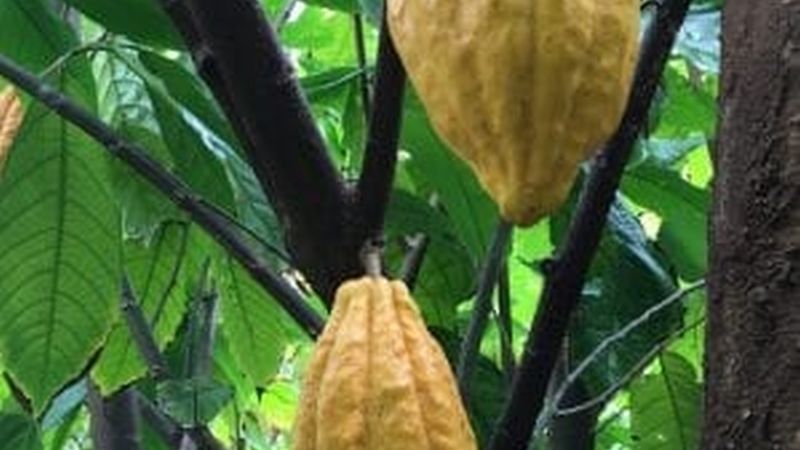 Cacao pods in Hawaii