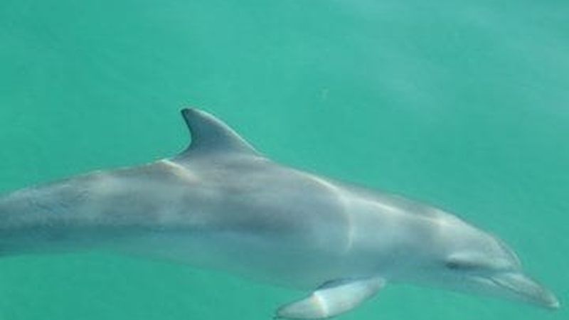 Wild dolphin feeding at Tangalooma Island Resort