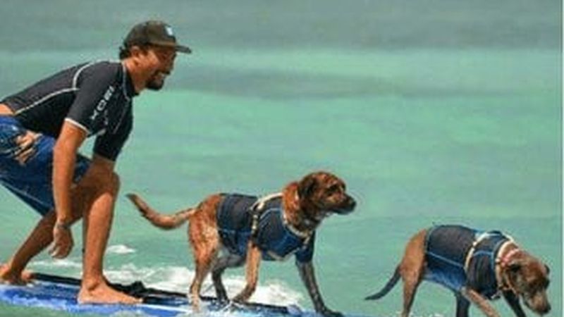 Photo courtesy of Hawaii Surf Dogs