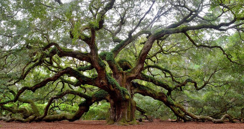 Free and Fun Ways To Discover South Carolina | MapQuest Travel