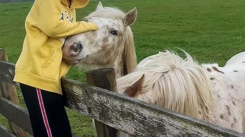 Horse at StarHill Farms