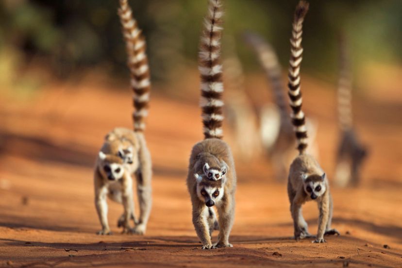 Facts about Madagascar, Geography, Travel