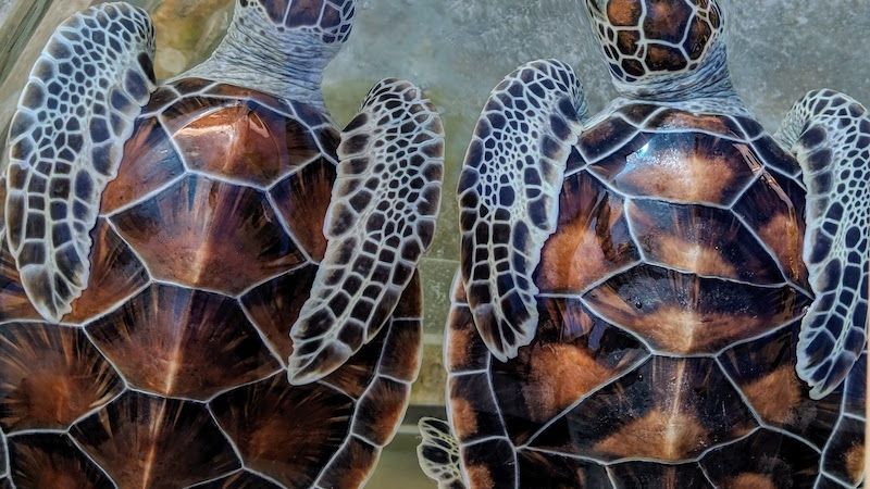 cayman turtles