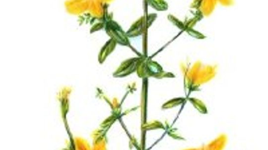 St. John's Wort: Herbal Remedies