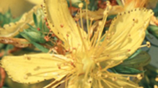 St. John's Wort Overview