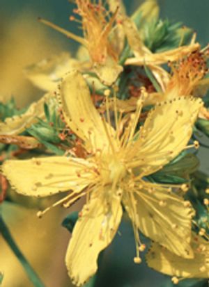 St. John's Wort Overview