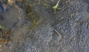 frog spawn