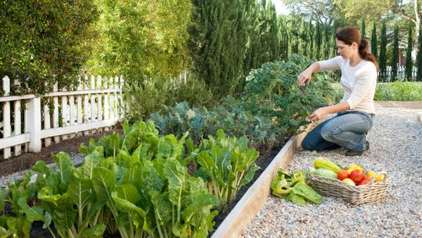 A woman harvesting vegetables in her garden
