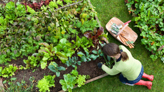 Do the startup costs for planting a garden ever pay off?