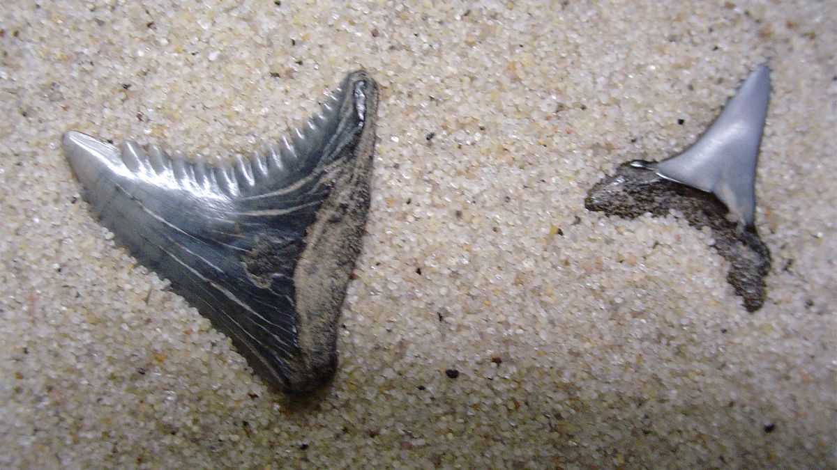 The Rockin' State Fossils Quiz HowStuffWorks