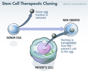 stem cell therapeutic uses