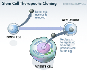 embryonic stem cells