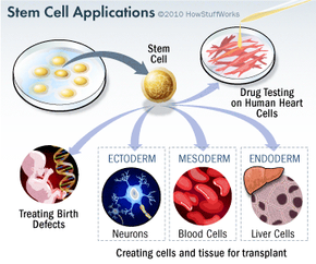 stem cell applications