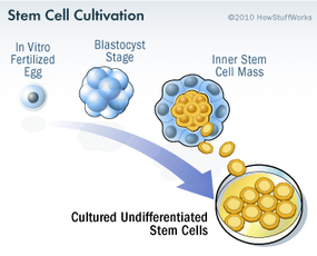 embryonic stem cells