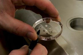 A petri dish of human embryos that's destined for a stem cell research lab