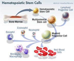 stem cell hemopoietic cells