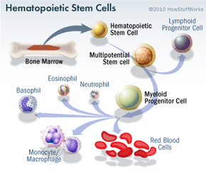 Adult Stem Cells HowStuffWorks