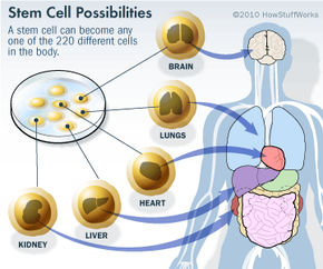 Stem Cells and Differentiation: the Core of your Body's 24/7/365