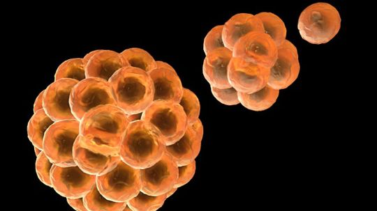 What is apoptosis?