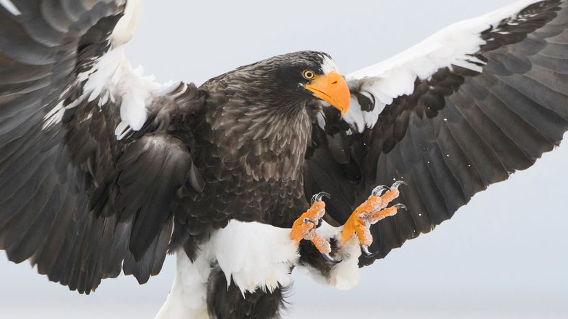 Steller's sea eagle