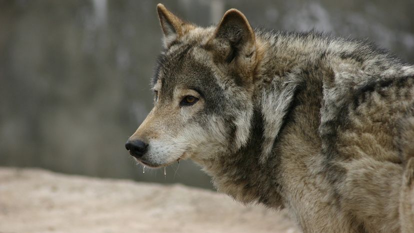 Steppe wolf