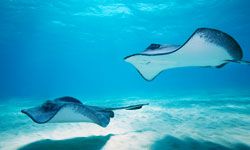 stingray swimming