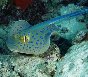 The blue-spotted stingray