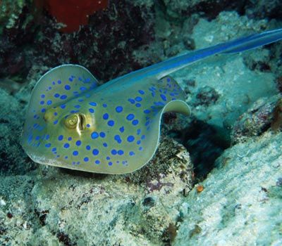 The Blue-Spotted Stingray