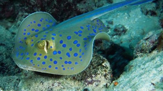 How Do Stingrays Kill?