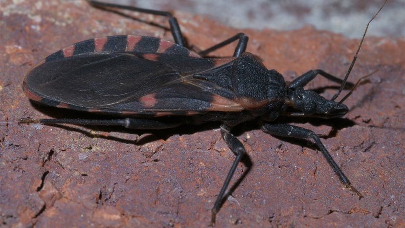 Kissing bug	