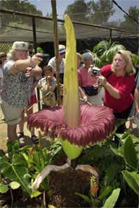 Shouldn't those people be holding their noses? This rare blooming corpse flower is one of about a dozen or to have bloomed in the United States in the past century. See more corpse flower pictures.