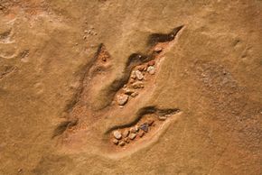 A fossilized track of a lower Jurassic theropod dinosaur found on a Navajo reservation in Arizona.