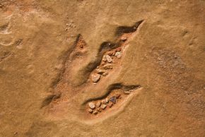 dinosaur trace fossils