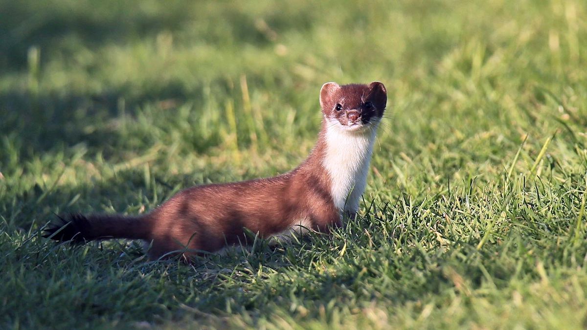 stoat jumping