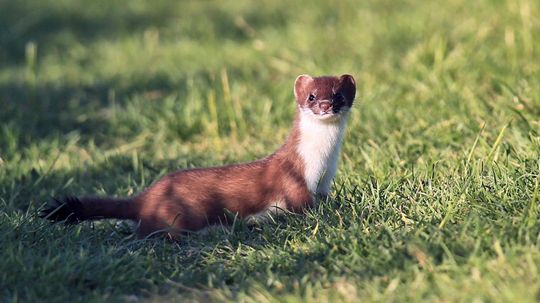 Stoat和Weasel有什么区别？“border=