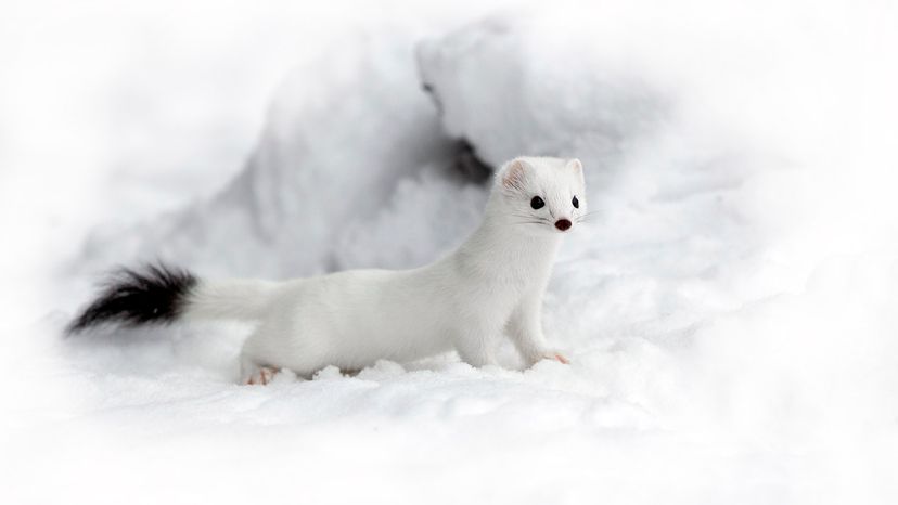 stoat