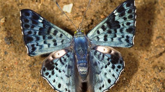 What's the difference between moths and butterflies?