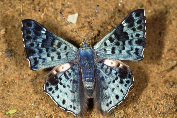 The Elephant Hawk Moth Is the 'Ugly Duckling' of Moths