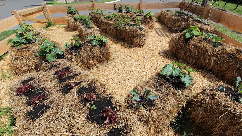 straw bale gardening