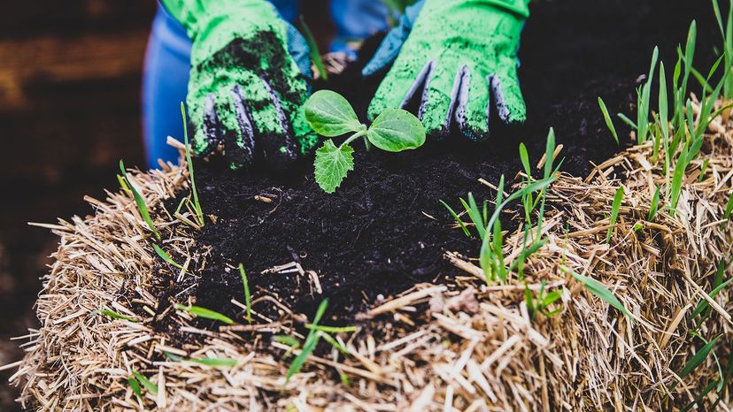 straw bale gardening